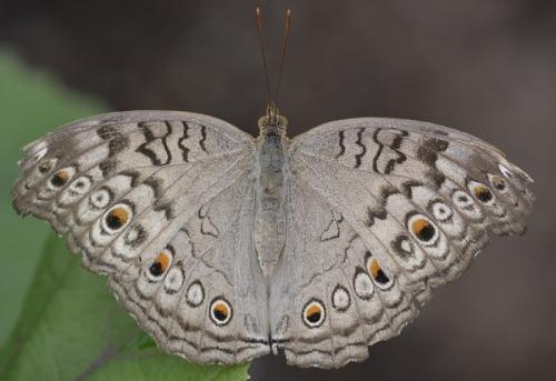 Junonia atlites